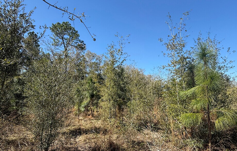 More Photos Of W US Highway 90 Hwy, Lake City Land For Sale