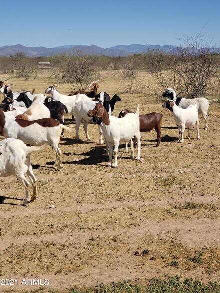 More Photos Of 2046, Winkelman Land For Sale