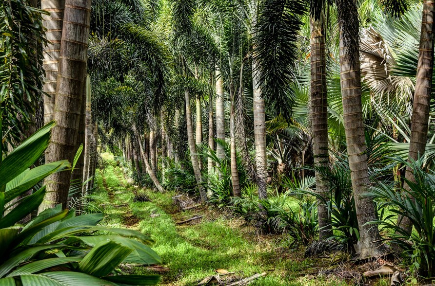 More Photos Of 27-2760 Hawaii Belt Rd, Pepeekeo Land For Sale