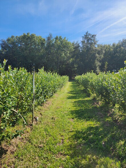 More Photos Of 3510 Walk in Water Rd, Lake Wales Winery Vineyard For Sale