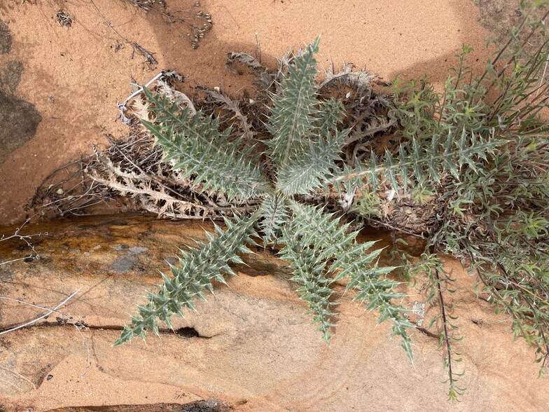 More Photos Of 000 Bell Cow Rd Aka Rock Art Ranch Rd, Winslow Land For Sale