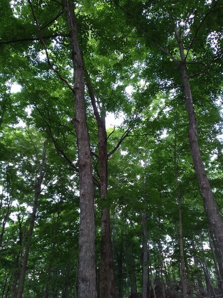 More Photos Of 1737A High Rock Rd, Stanton Land For Sale