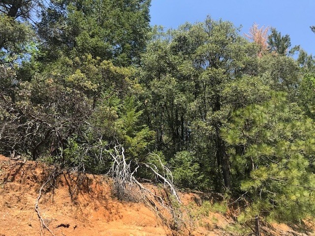 More Photos Of Canyon Creek Drive -1 @ Canyon Way, Colfax Land For Sale