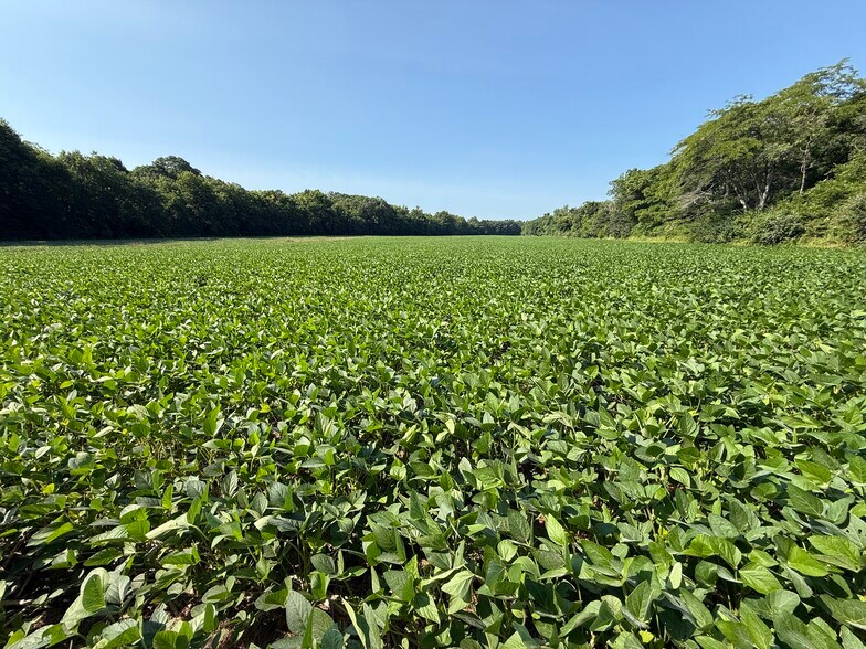 More Photos Of Walnut Hill Ln. (36.31+/- Acres), Elsberry Land For Sale
