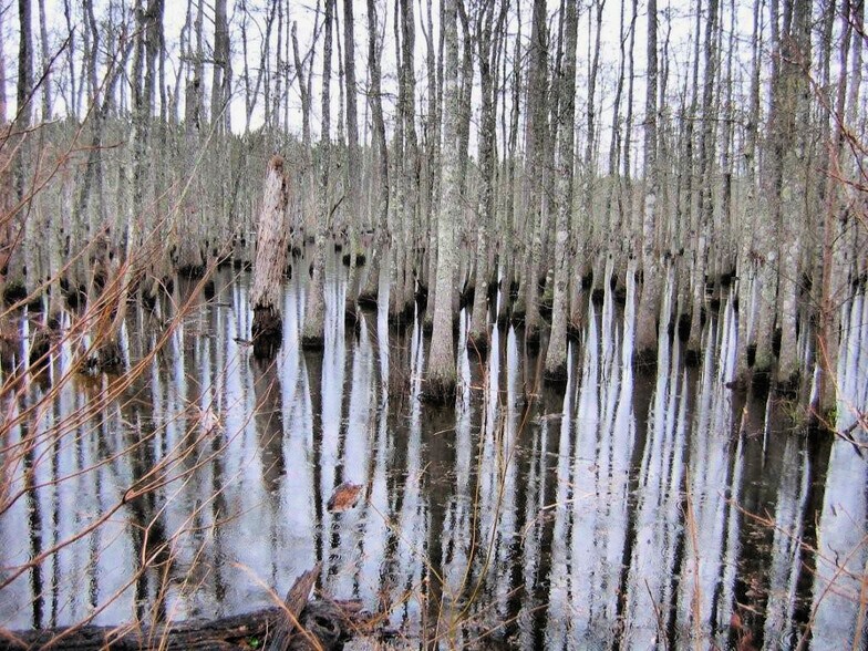 More Photos Of 7471 Hwy 155, Saline Land For Sale