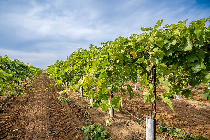 More Photos Of Colony Ranch Vineyard, Wilton Land For Sale