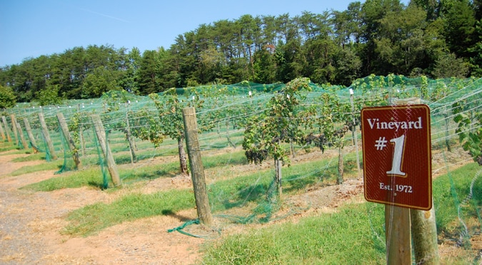 More Photos Of 5400, Lewisville Winery Vineyard For Sale