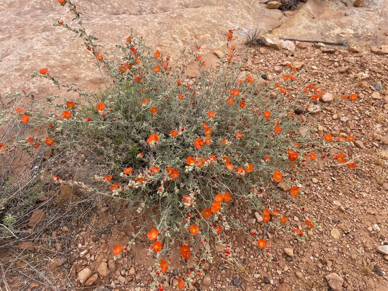 More Photos Of 000 Bell Cow Rd Aka Rock Art Ranch Rd, Winslow Land For Sale