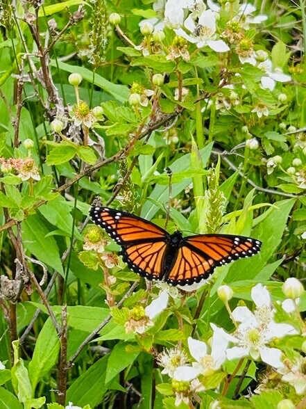 More Photos Of 7357 Ono Rd, Palmetto Land For Sale