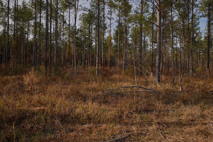 More Photos Of 480 Martin Rd, Cotton Valley Land For Sale