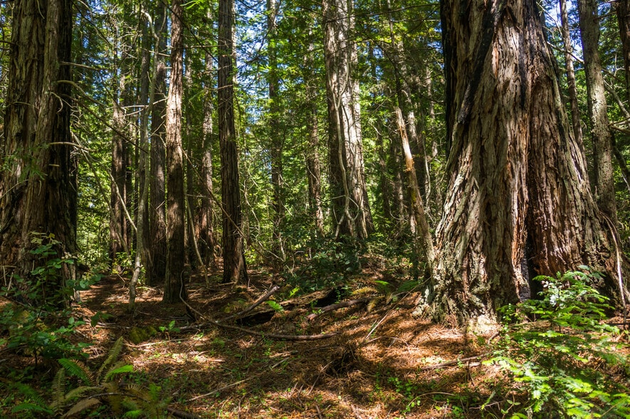 More Photos Of 16401 South Highway 1, Manchester Land For Sale