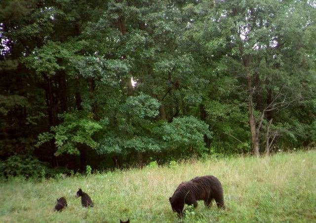 More Photos Of Beech Creek Mountain Rd, Beech Creek Land For Sale