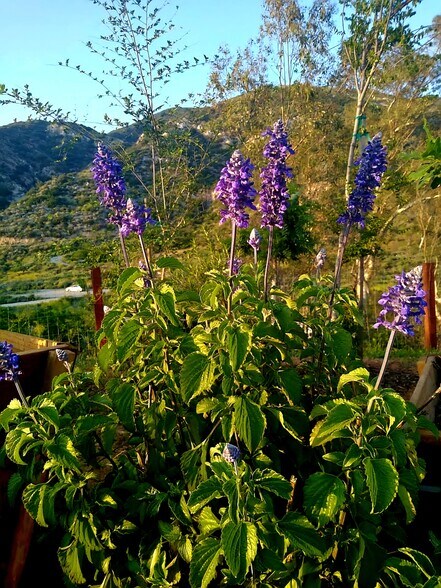 More Photos Of 6555 Devils Canyon Rd, San Bernardino Land For Sale