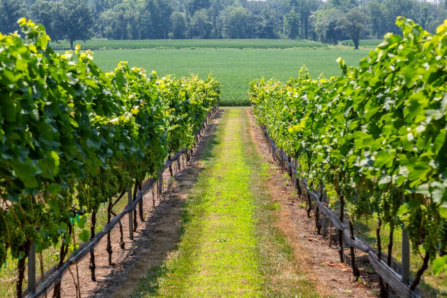 More Photos Of 27058 Mount Pleasant Rd, Columbus Winery Vineyard For Sale