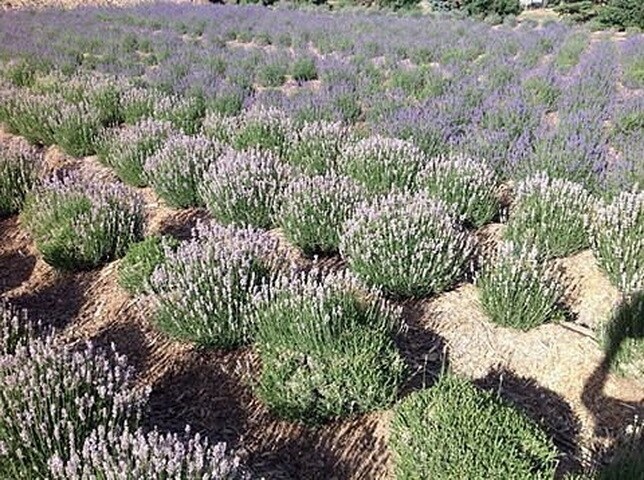 More Photos Of 3669 G Rd, Palisade Freestanding For Sale