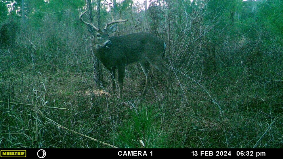 More Photos Of Solomon Dairy rd, Quincy Land For Sale