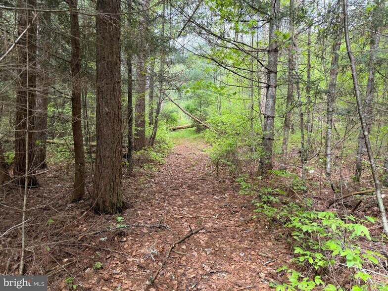 More Photos Of 1226-1227 Cross Fork Creek Rd, Cross Fork Land For Sale