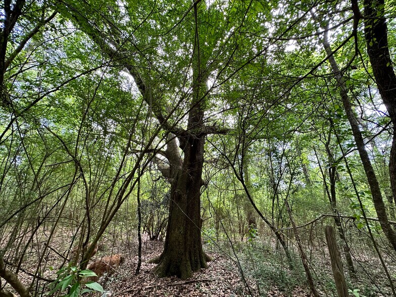 More Photos Of 0 Wilmer, Wilmer Land For Sale