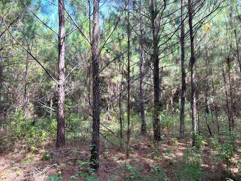 More Photos Of Bullard Road, Dry Branch Land For Sale