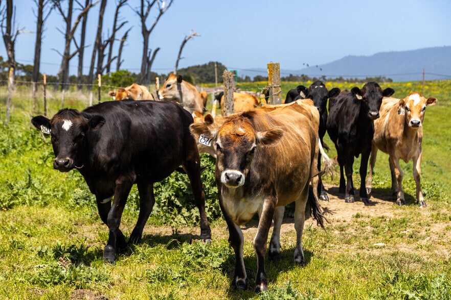 More Photos Of 21601 S Highway 1, Point Arena Land For Sale