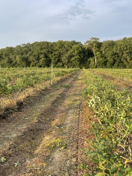 More Photos Of Harmony Road, Meigs Land For Sale