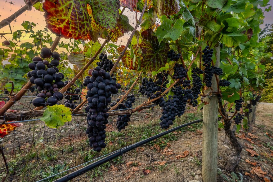 More Photos Of , Duncan Winery Vineyard For Sale