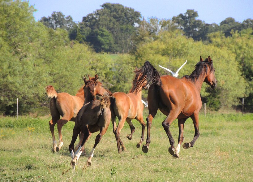 More Photos Of 5880 FM 2862, Anna Land For Sale