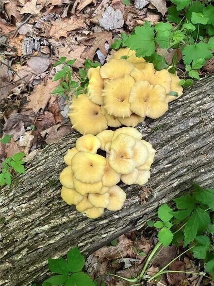 More Photos Of N3953 Bear Pen Rd, Arkansaw Land For Sale