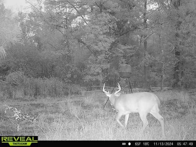 More Photos Of 17675 Cedar Springs Rd, Blakely Land For Sale