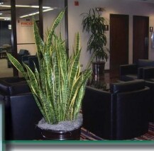 More Photos Of 100 Sandau Rd, San Antonio Office For Lease