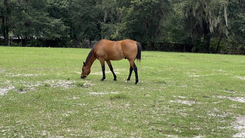 More Photos Of 590 Raulerson 1 rd, Seville Land For Sale