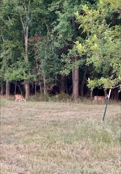 More Photos Of 80 Acres TBD LCR 648, Thornton Land For Sale