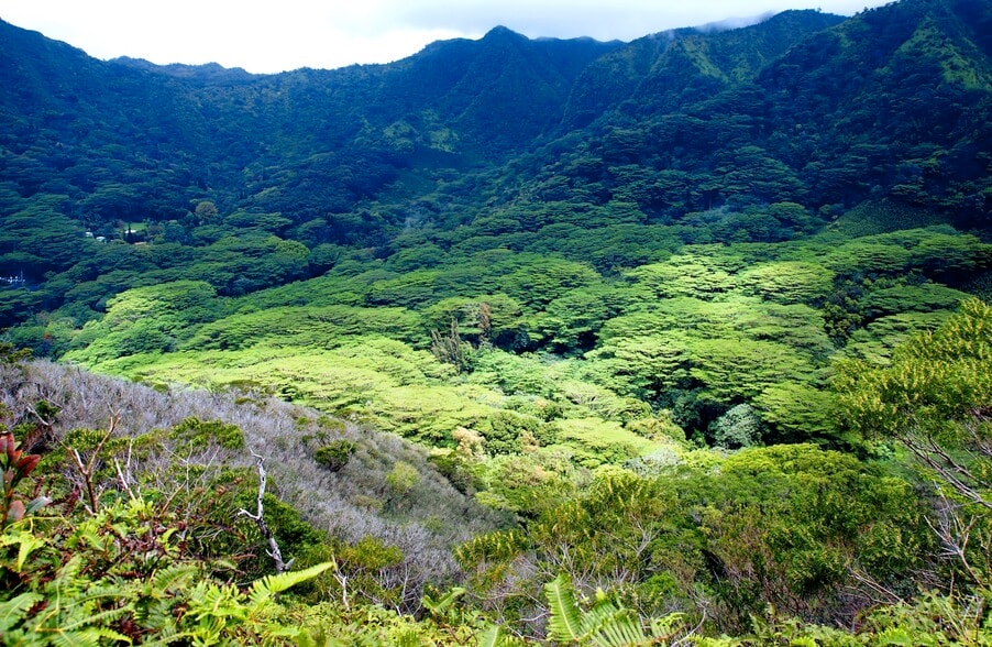 More Photos Of 3737 Manoa Rd, Honolulu Land For Sale