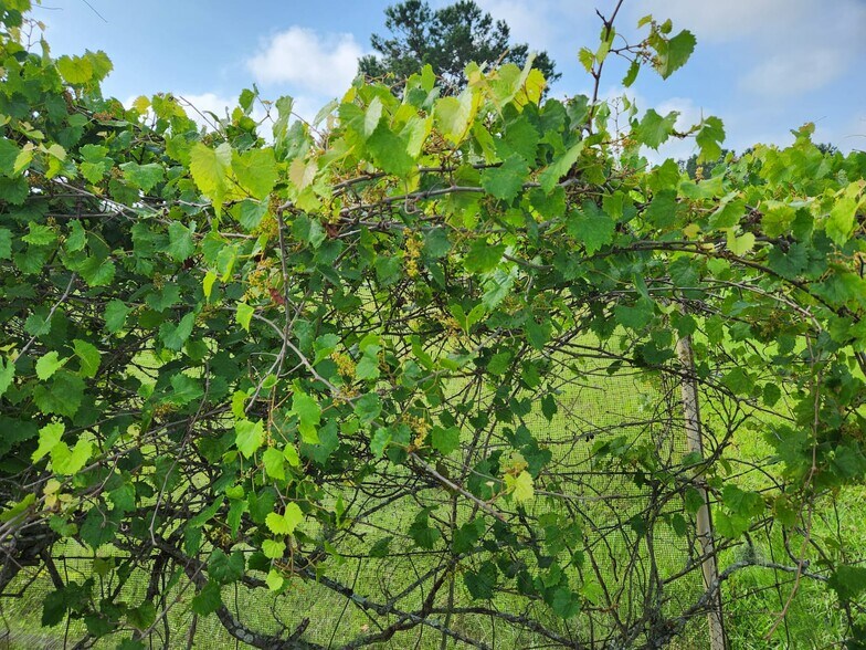 More Photos Of 6939 SW 1 Federal Rd, Lamont Land For Sale