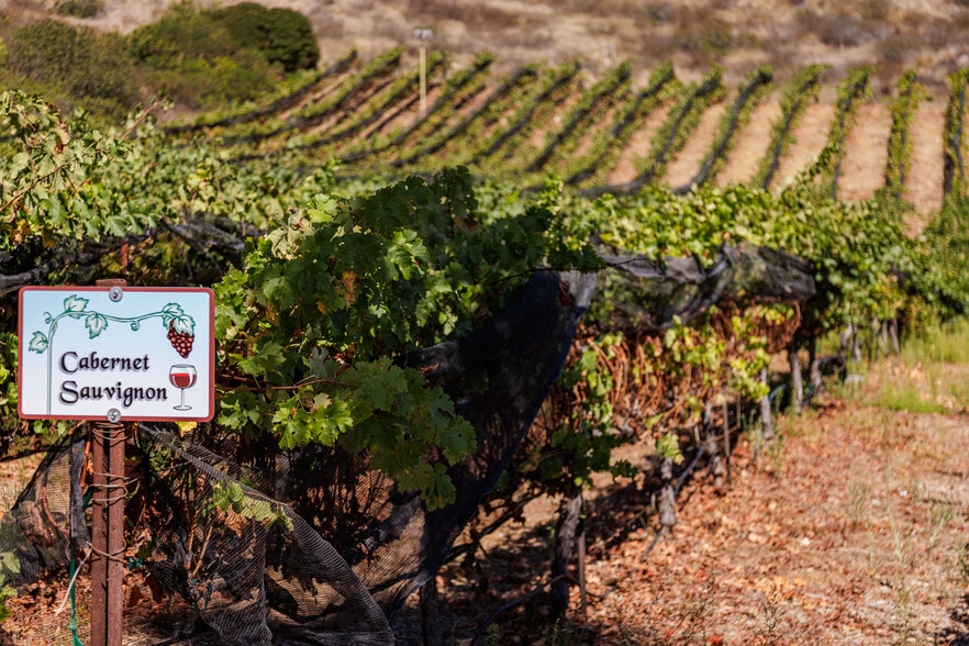 More Photos Of 2286 Sunshine Mountain Rd, San Marcos Winery Vineyard For Sale