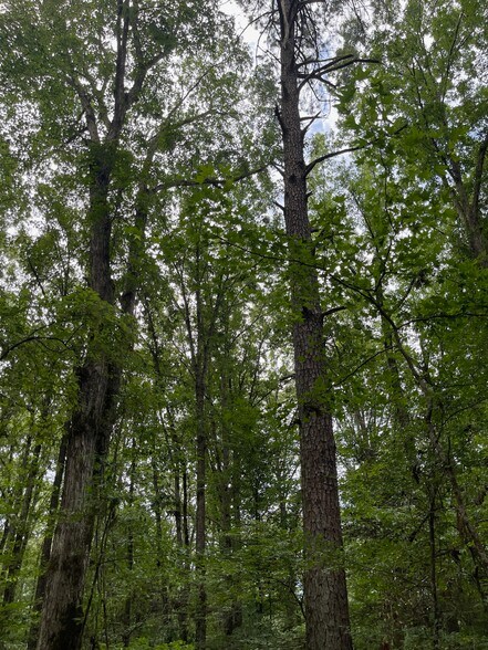 More Photos Of 17796 Dry Branch loop, Northport Land For Sale