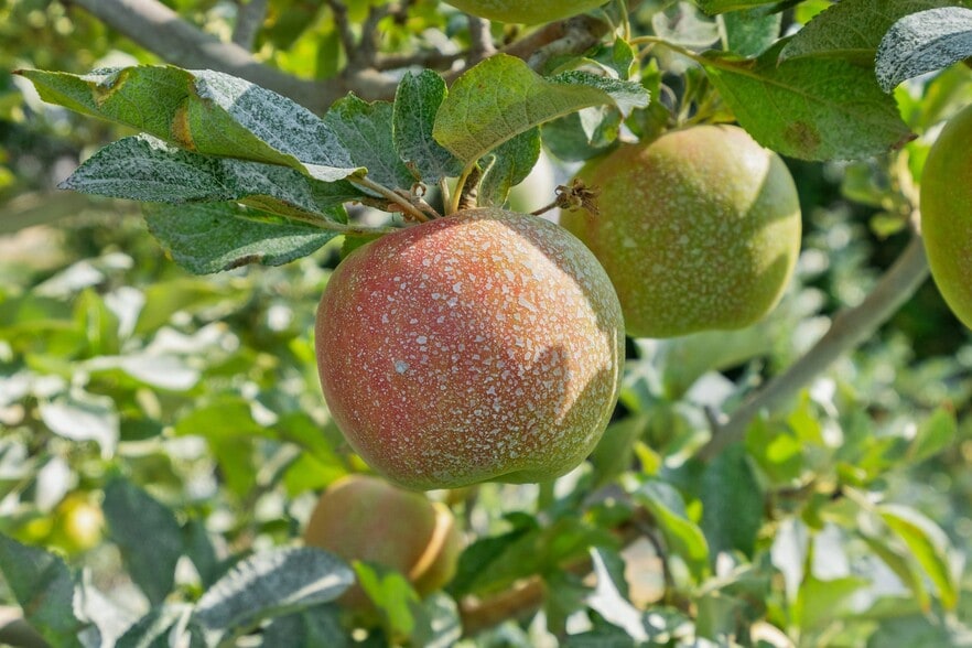 More Photos Of 2023 Riggs Rd, Wapato Land For Sale