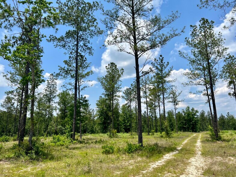 More Photos Of County Road 64, Robertsdale Land For Sale