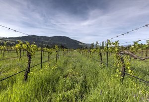 More Photos Of 4175 Rattlesnake Dr, Missoula Winery Vineyard For Sale