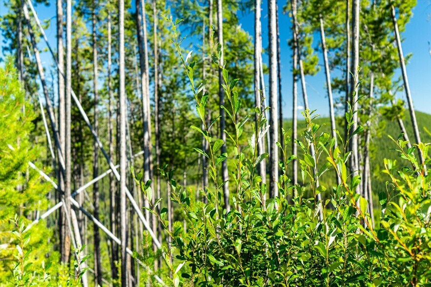 More Photos Of Nhn Logan Creek Road, Kila Land For Sale