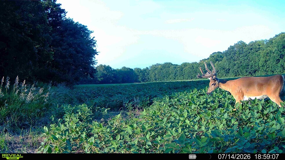 More Photos Of Walnut Hill Ln. (36.31+/- Acres), Elsberry Land For Sale