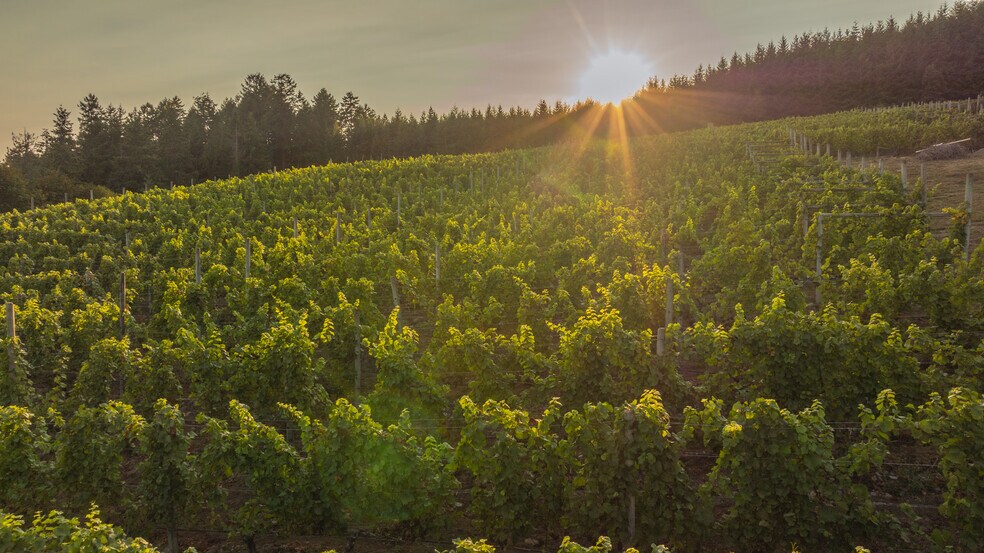 More Photos Of , Duncan Winery Vineyard For Sale