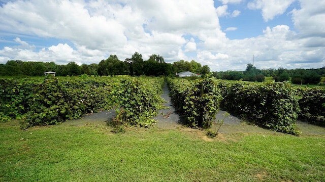 More Photos Of 2982 Harvey Bowden Rd, Paris Winery Vineyard For Sale