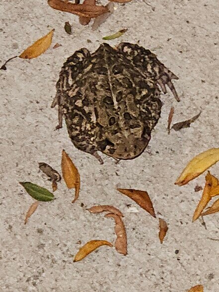 More Photos Of 36026 Jewell Ct, Earlham Land For Sale