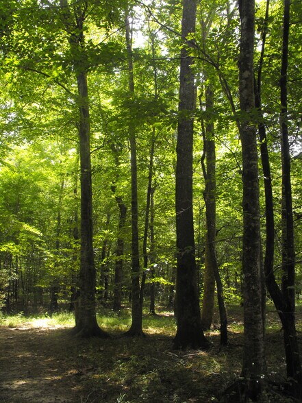 More Photos Of NOBLIN BRIDGE RD, Pelahatchie Land For Sale