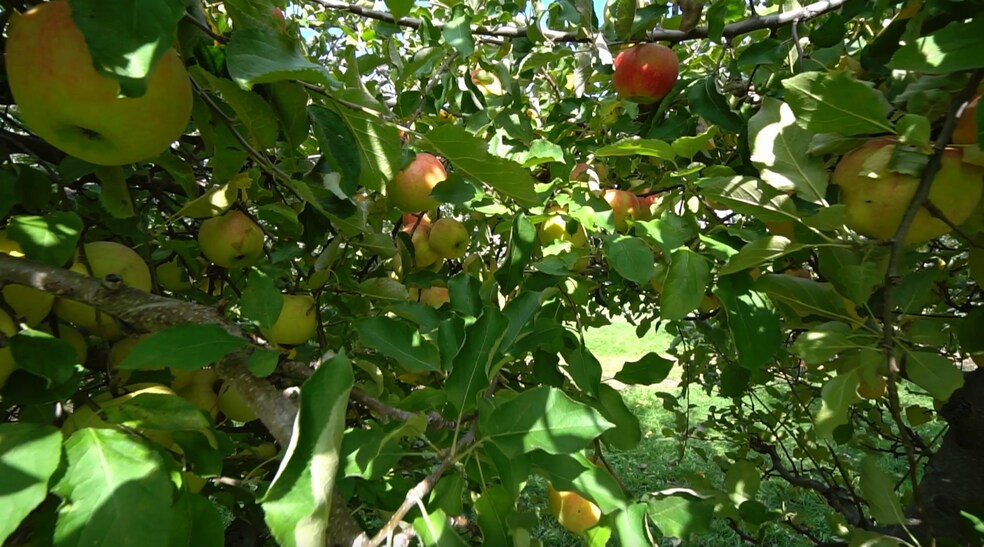 More Photos Of 1235 E Erie Rd, Erie Winery Vineyard For Sale