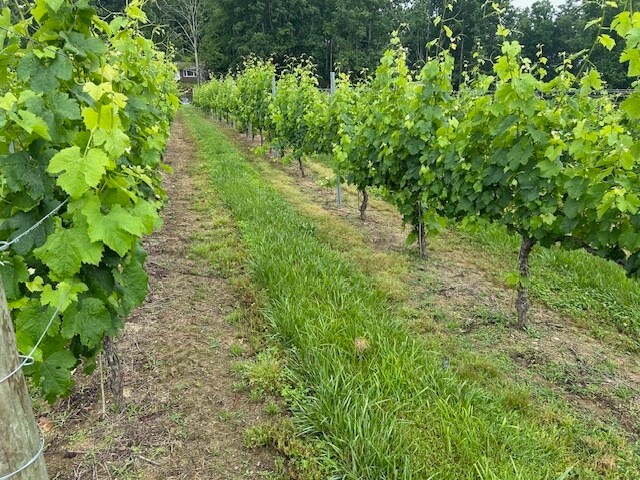 More Photos Of 124 Sandy Hill Ln, Hendersonville Winery Vineyard For Sale