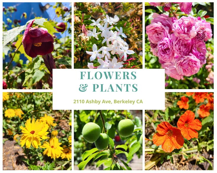 More Photos Of 2110 Ashby Ave, Berkeley Multifamily For Sale