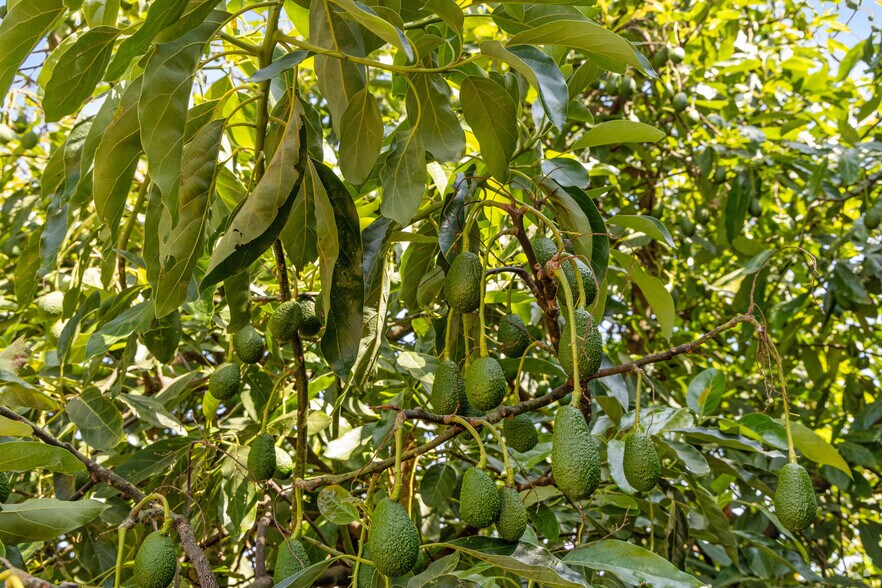 More Photos Of 36727 Muutama Ln, Valley Center Land For Sale