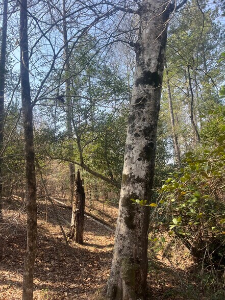 More Photos Of Healing Acres Ln, Carthage Land For Sale